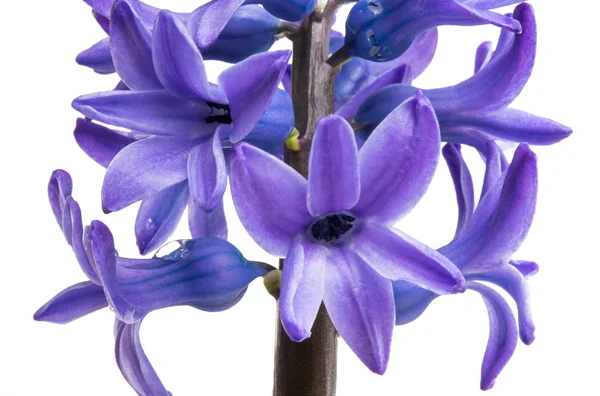 Hyacint blomma isolerade — Stockfoto