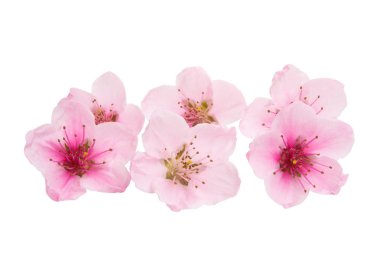 İzole Sakura çiçekler 