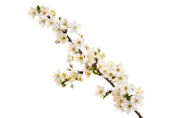 Tak met cherry bloemen geïsoleerd — Stockfoto