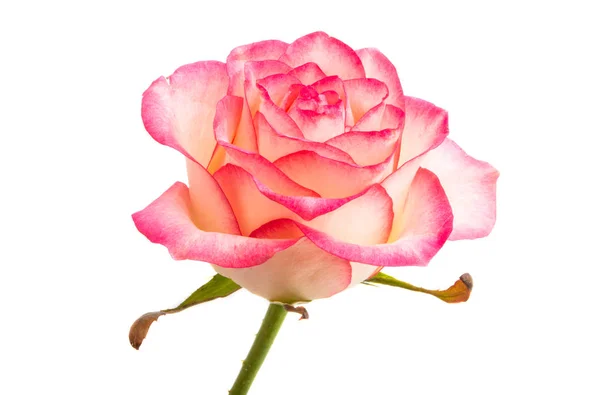 Rosa Rose isoliert — Stockfoto