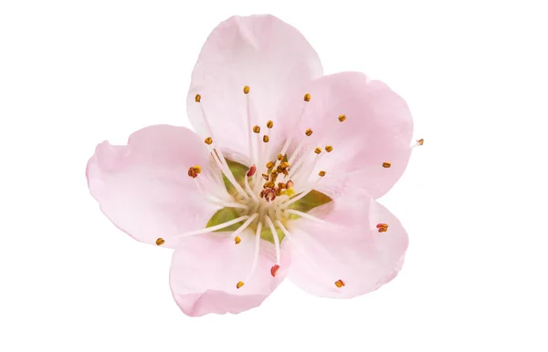 Sakura kwiaty na białym tle — Zdjęcie stockowe