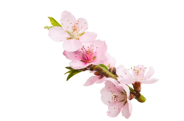 Sakura-Blüten isoliert — Stockfoto