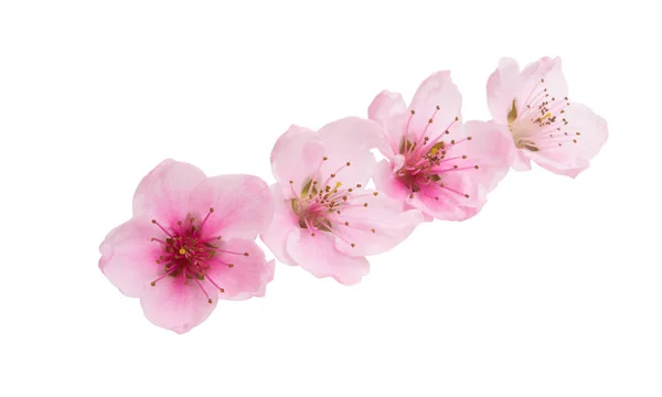 사쿠라 꽃 절연 — 스톡 사진
