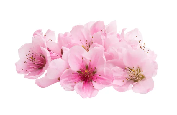 Sakura bloemen geïsoleerd — Stockfoto