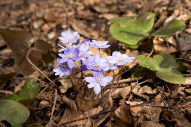 mantarı nobilis - ilk bahar çiçek