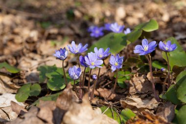 mantarı nobilis - ilk bahar çiçek