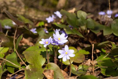 mantarı nobilis - ilk bahar çiçek