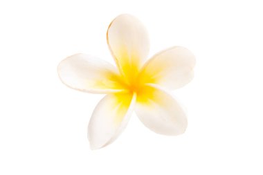 izole frangipani çiçek 