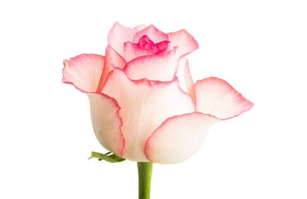 Růžová růže izolovaná — Stock fotografie