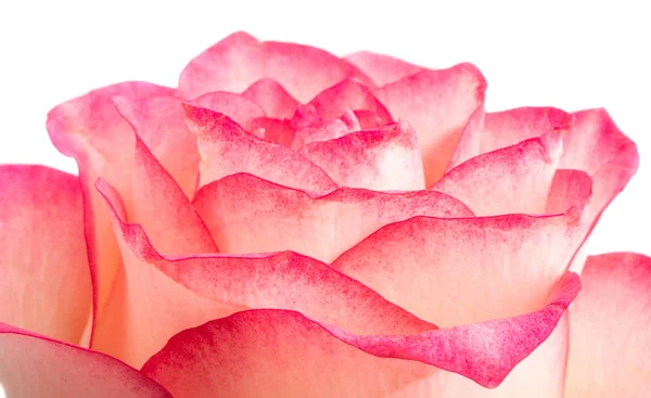 粉红色的玫瑰孤立 — 图库照片