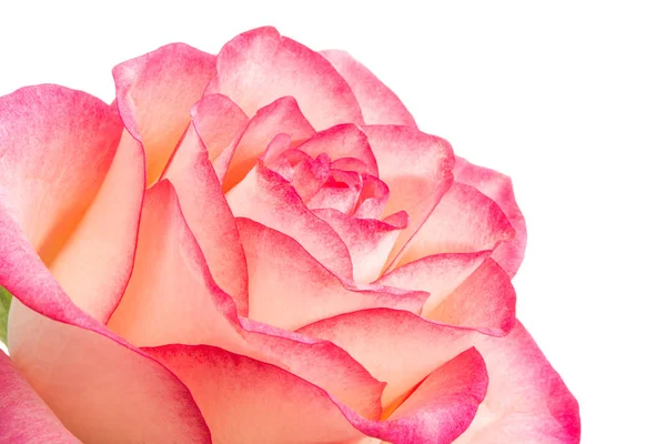 粉红色的玫瑰孤立 — 图库照片