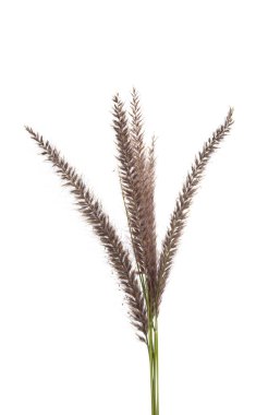 Dekoratif spikelets izole 