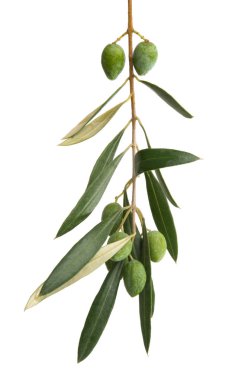 zeytin dalı izole 