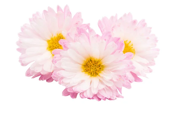 Chrysanthemum isolerade — Stockfoto