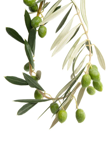 Olive branch geïsoleerd — Stockfoto