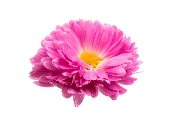 Chrysant geïsoleerd — Stockfoto