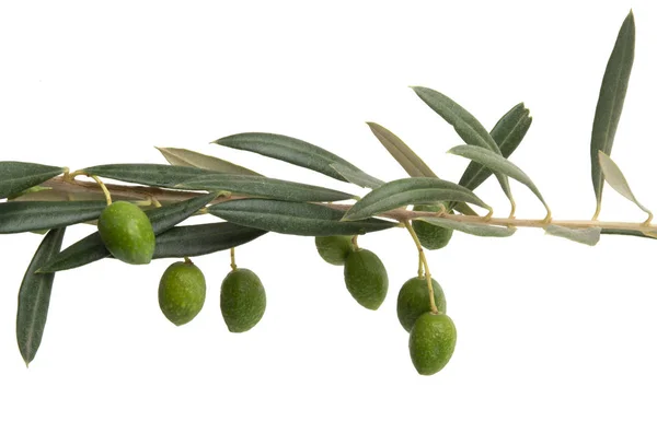 Ramo de oliveira isolado — Fotografia de Stock