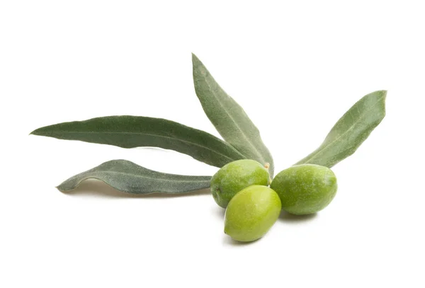 Olive branch isolated — Stock Photo, Image