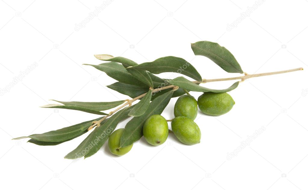 olive branch isolated 