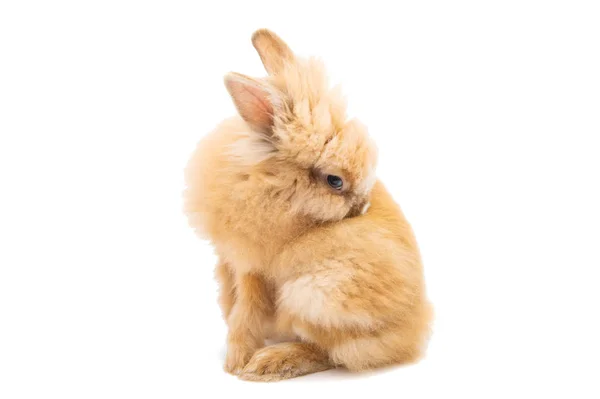 Rabbit isolated — Stock Photo, Image