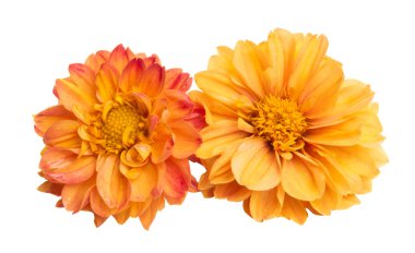 Turuncu krizantem 