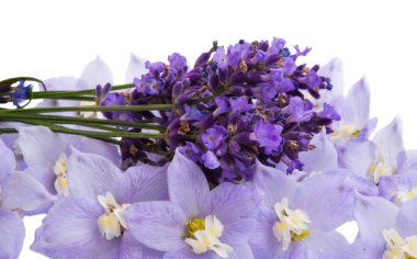 izole delphinium 