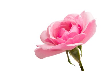 pembe gül izole 