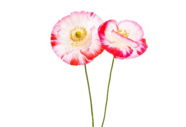 Güzel haşhaş izole 