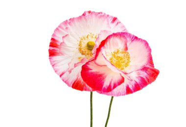 Güzel haşhaş izole 