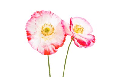 Güzel haşhaş izole 