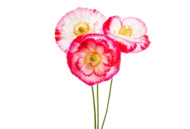 Güzel haşhaş izole 