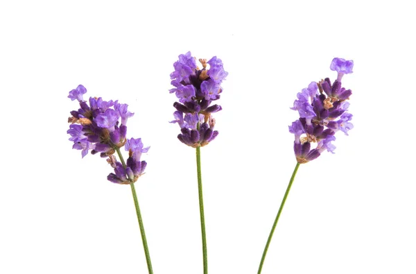 Lavendel isolerade — Stockfoto