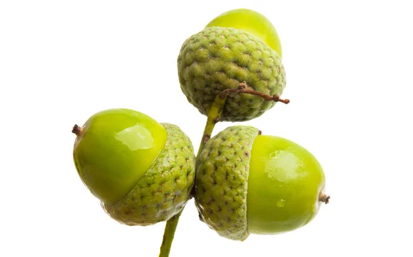 Green acorns isolated — Stock Photo, Image