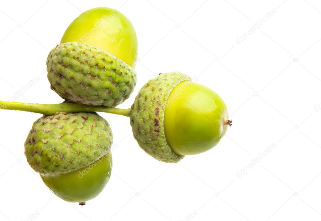 green acorns isolated 