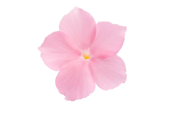 Pink flower of balsam isolated — Stock Photo, Image