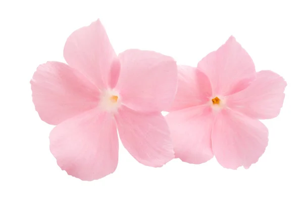 Růžový květ balzámu, samostatný — Stock fotografie