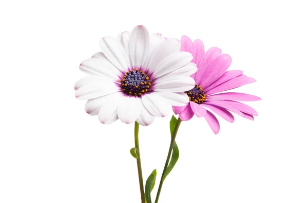 Osteosperumum bloem Daisy geïsoleerd — Stockfoto