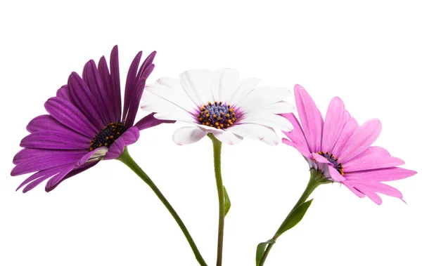 Osteosperumum květ sedmikráska, samostatný — Stock fotografie