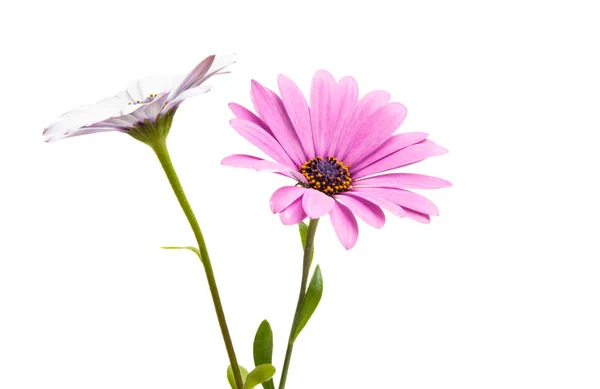 Osteosperumum fiore margherita isolato — Foto Stock