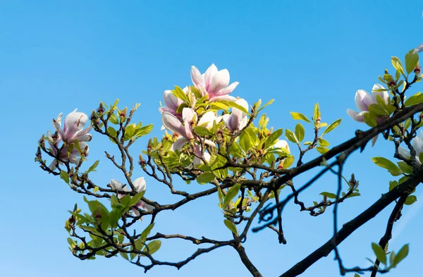 Магнолия, цветущая весной на голубом небе — стоковое фото