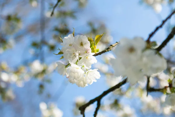 Sakura blommar våren mot en blå himmel — Stockfoto