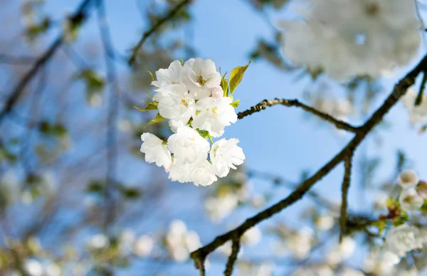 Sakura mekar di musim semi melawan langit biru — Stok Foto