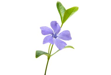 Deniz salyangozu çiçek yaprakları 