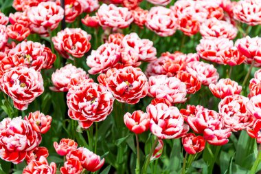 İlkbaharda açan güzel Hollanda laleleri