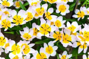 İlkbaharda açan güzel Hollanda laleleri