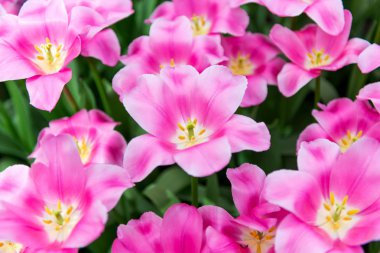 İlkbaharda açan güzel Hollanda laleleri