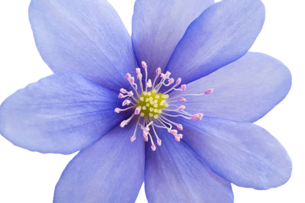 Blå blomma isolerade — Stockfoto