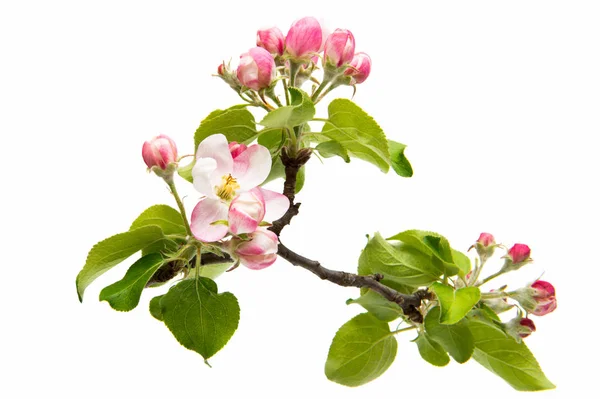 Elma ağacının izole güzel çiçekler — Stok fotoğraf
