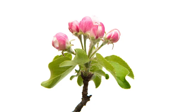 Beautiful flowers of apple tree isolated — Stock Photo, Image