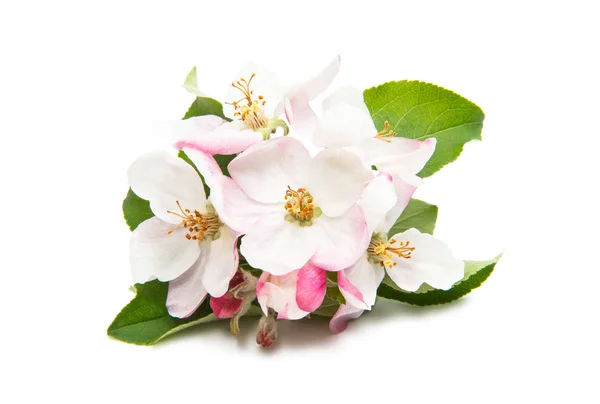 Mooie bloemen van de appelboom geïsoleerd — Stockfoto